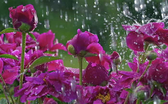 비의 붉은 꽃, 물 배경 화면 그림