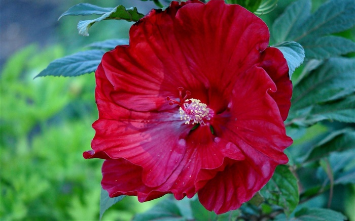 레드 히비스커스 꽃, 중국 로즈 배경 화면 그림