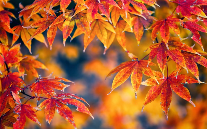 붉은 단풍 나무 잎, 가을, 나뭇잎 배경 화면 그림