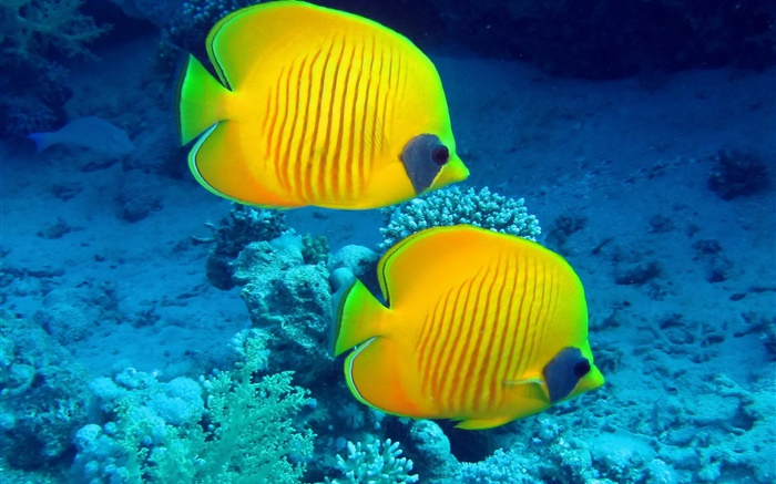 열대 물고기, 수중, 노란색 산호초 물고기 배경 화면 그림