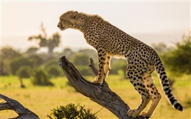 아프리카, 치타 측면보기, 나무 HD 배경 화면