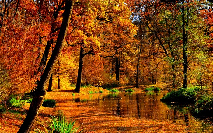가을, 연못, 물, 노란 나뭇잎, 나무 배경 화면 그림
