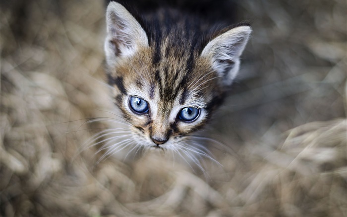 파란 눈의 고양이, 얼굴, 나뭇잎 배경 화면 그림