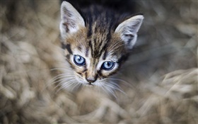 파란 눈의 고양이, 얼굴, 나뭇잎 HD 배경 화면
