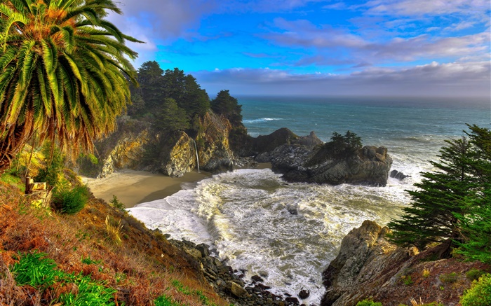 캘리포니아, 미국, 팔마, 해안, 바다, 나무 배경 화면 그림
