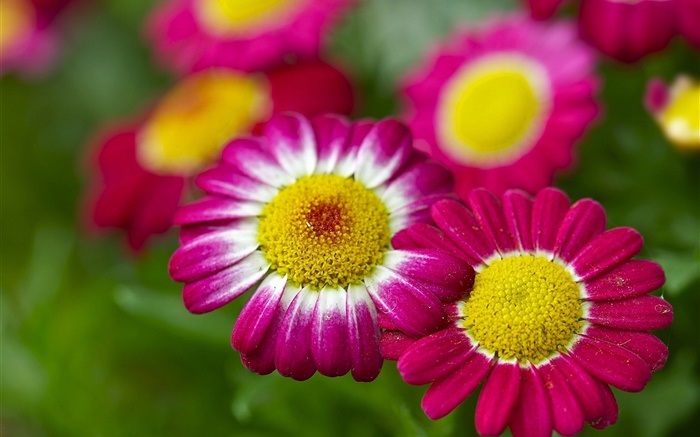 카모마일, 핑크 꽃, 나뭇잎 배경 화면 그림