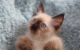귀여운 새끼 고양이, 눈, 수염 HD 배경 화면
