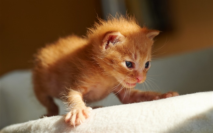 귀여운 작은 새끼 고양이, 첫 번째 단계 배경 화면 그림