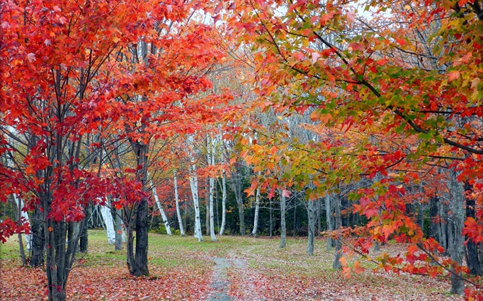 숲, 나무, 붉은 단풍, 가을, 경로 배경 화면 그림