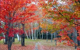 숲, 나무, 붉은 단풍, 가을, 경로 HD 배경 화면