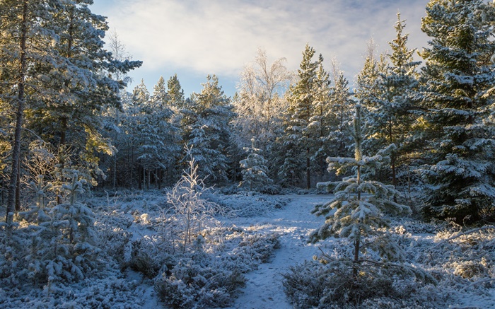 숲, 나무, 눈, 겨울 배경 화면 그림