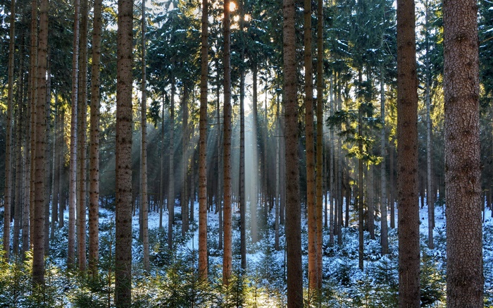 숲, 나무, 겨울, 눈, 태양 광선 배경 화면 그림