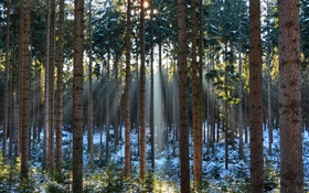 숲, 나무, 겨울, 눈, 태양 광선
