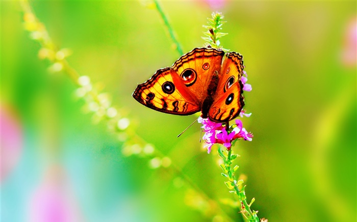 곤충 근접 촬영, 나비, 꽃, 여름 배경 화면 그림