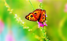 곤충 근접 촬영, 나비, 꽃, 여름 HD 배경 화면