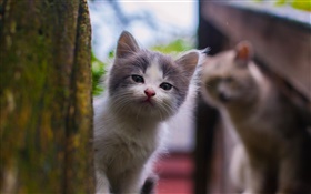 고양이, 아기, 귀여운 HD 배경 화면