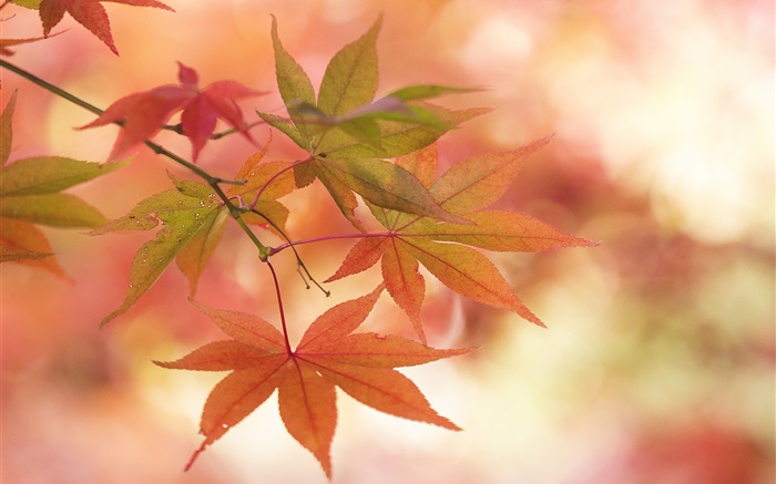 단풍, 가을, 나뭇 가지, 섬광 배경 화면 그림