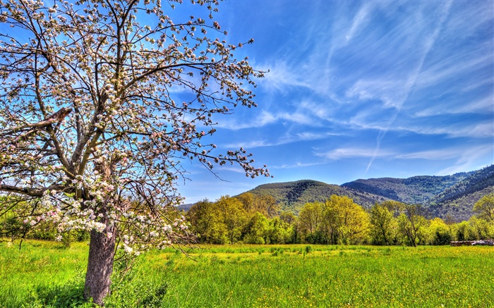 산, 나무, 필드, 봄 배경 화면 그림