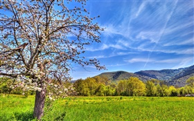 산, 나무, 필드, 봄 HD 배경 화면