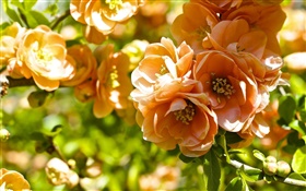 오렌지 꽃, 모과 꽃 HD 배경 화면