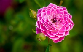 핑크 꽃 근접, 싹, 나뭇잎 장미