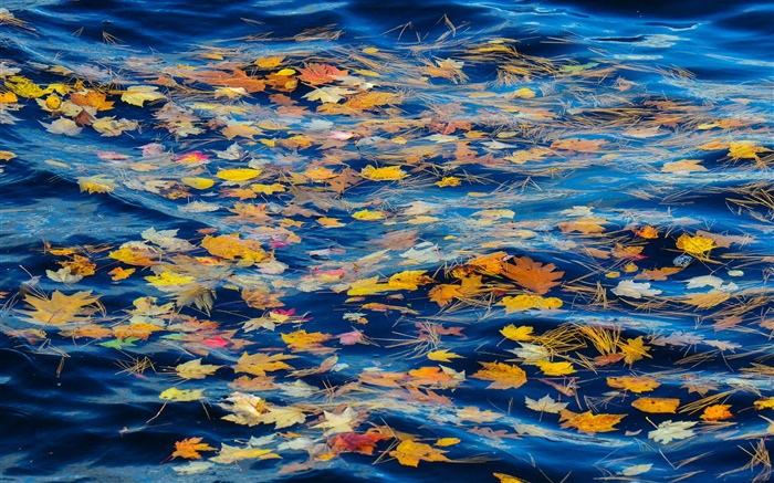 강, 물, 노란 단풍, 가을 배경 화면 그림