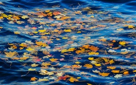 강, 물, 노란 단풍, 가을