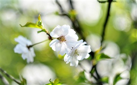 봄, 흰 꽃, 벚꽃, 배경 흐림