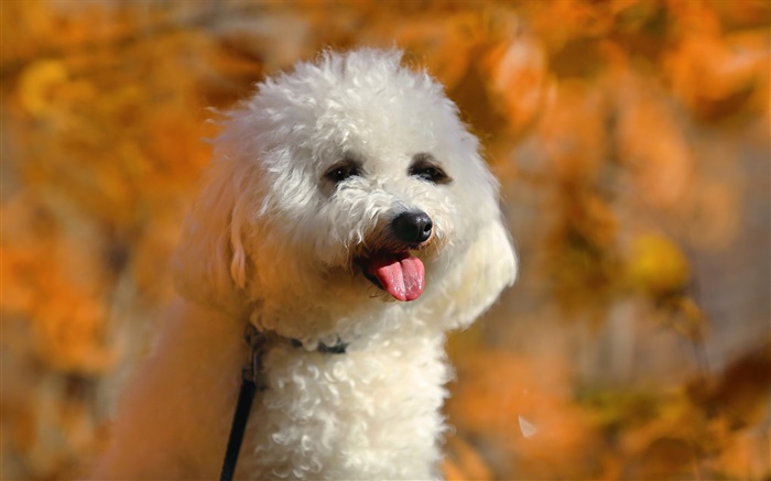흰색 푸들, 귀여운 강아지 배경 화면 그림