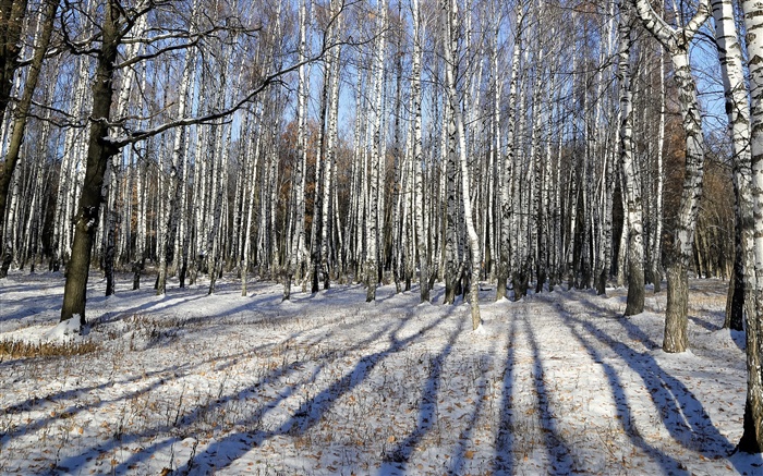 겨울, 자작 나무, 나무, 눈 배경 화면 그림