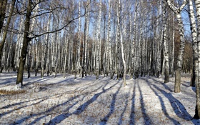 겨울, 자작 나무, 나무, 눈 HD 배경 화면