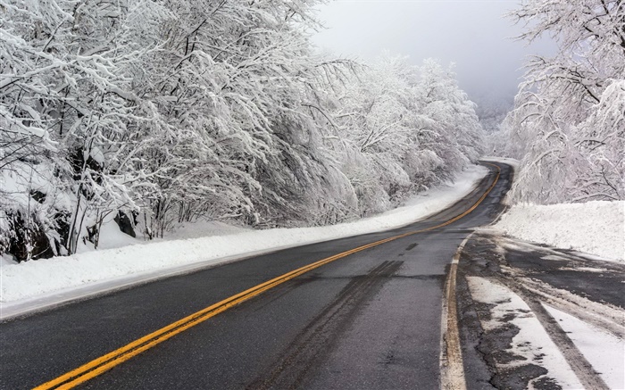 겨울, 눈, 도로, 나무, 흰색 배경 화면 그림