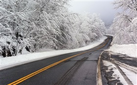 겨울, 눈, 도로, 나무, 흰색