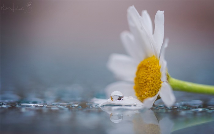 흰색 카모마일 꽃, 이슬, 물 배경 화면 그림
