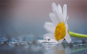 흰색 카모마일 꽃, 이슬, 물