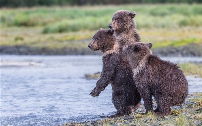 알래스카, 케트 마이 국립 공원, 세 곰, 새끼, 호수 배경 화면 그림