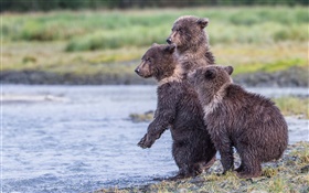 알래스카, 케트 마이 국립 공원, 세 곰, 새끼, 호수 HD 배경 화면
