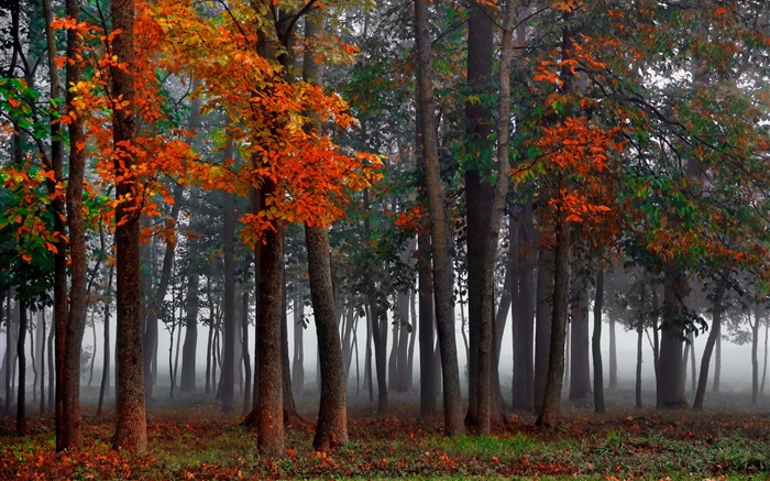 가을, 숲, 나무, 안개, 아침 배경 화면 그림