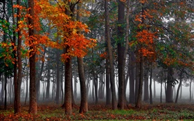 가을, 숲, 나무, 안개, 아침