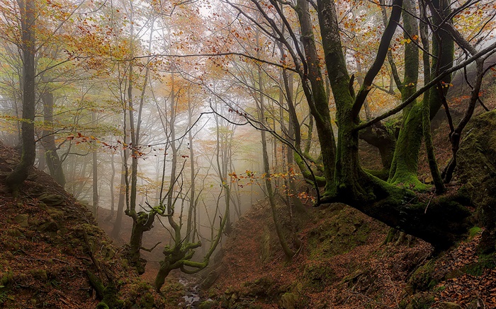 바스크, 스페인, 나무, 안개, 가을, 아침 배경 화면 그림