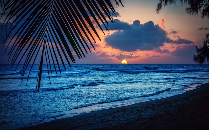 비치, 저녁, 일몰, 구름, 나뭇잎, 카리브해 배경 화면 그림