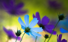 파란색과 보라색 꽃, 여름, 흐림 HD 배경 화면