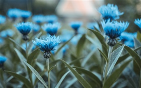 푸른 꽃, 꽃다발, 녹색 잎 HD 배경 화면