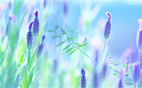 푸른 꽃, 바이올렛, 여름, 배경 흐림 HD 배경 화면