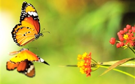 나비, 붉은 꽃 HD 배경 화면