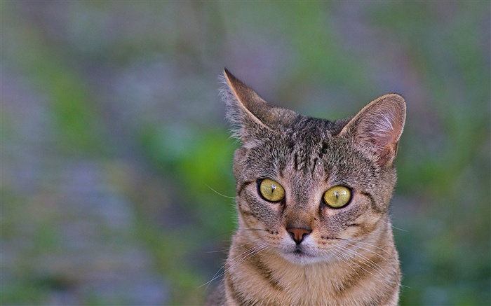 고양이 근접 촬영, 노란색 눈, 녹색 배경 배경 화면 그림