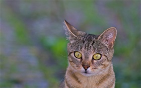 고양이 근접 촬영, 노란색 눈, 녹색 배경 HD 배경 화면