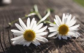 카모마일, 흰 꽃, 나무 보드 HD 배경 화면