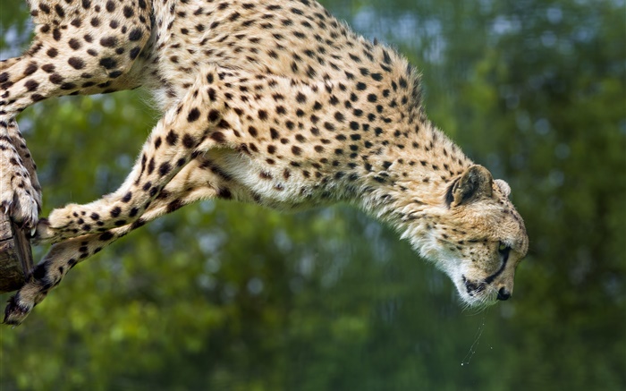 치타 점프, 큰 고양이 배경 화면 그림