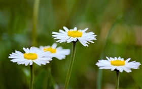 데이지, 흰 꽃, 배경 흐림